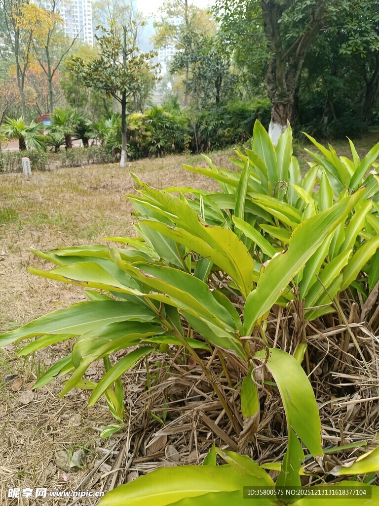 户外翠绿植物生机勃勃