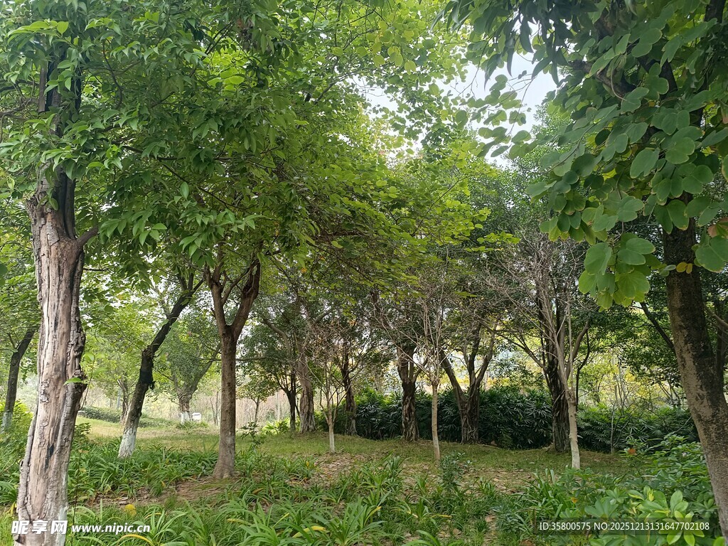 林间绿意盎然的静谧景致