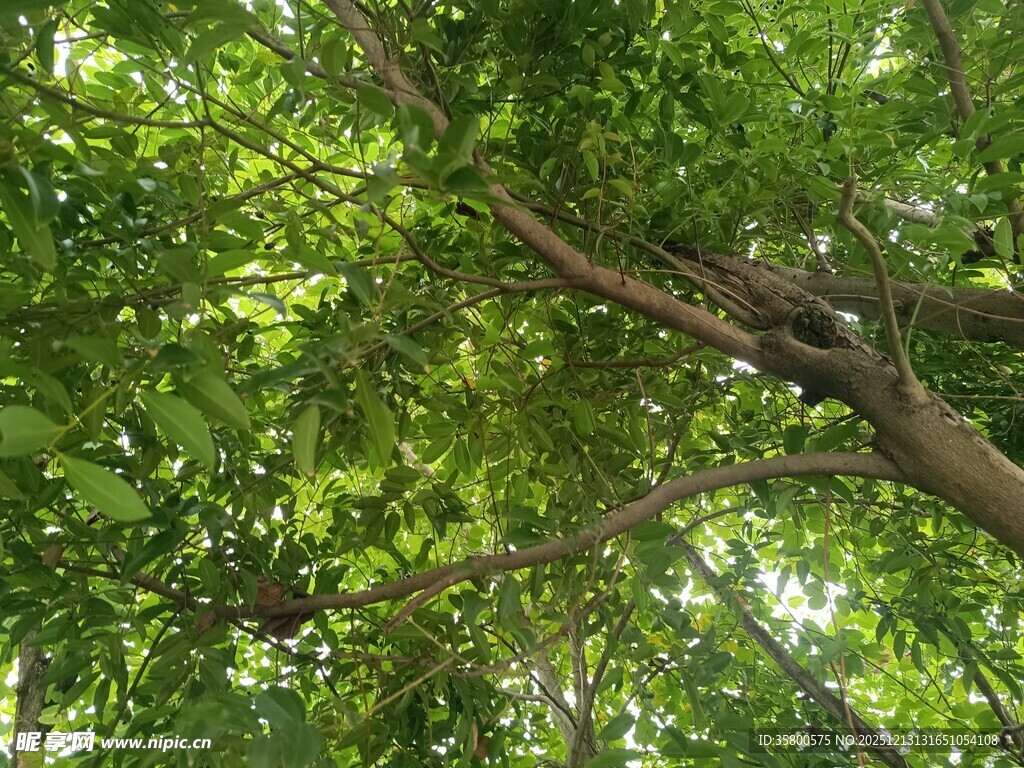 仰视繁茂绿树树冠