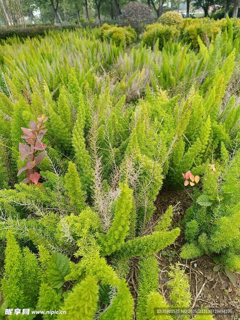 翠绿繁茂的植物景观