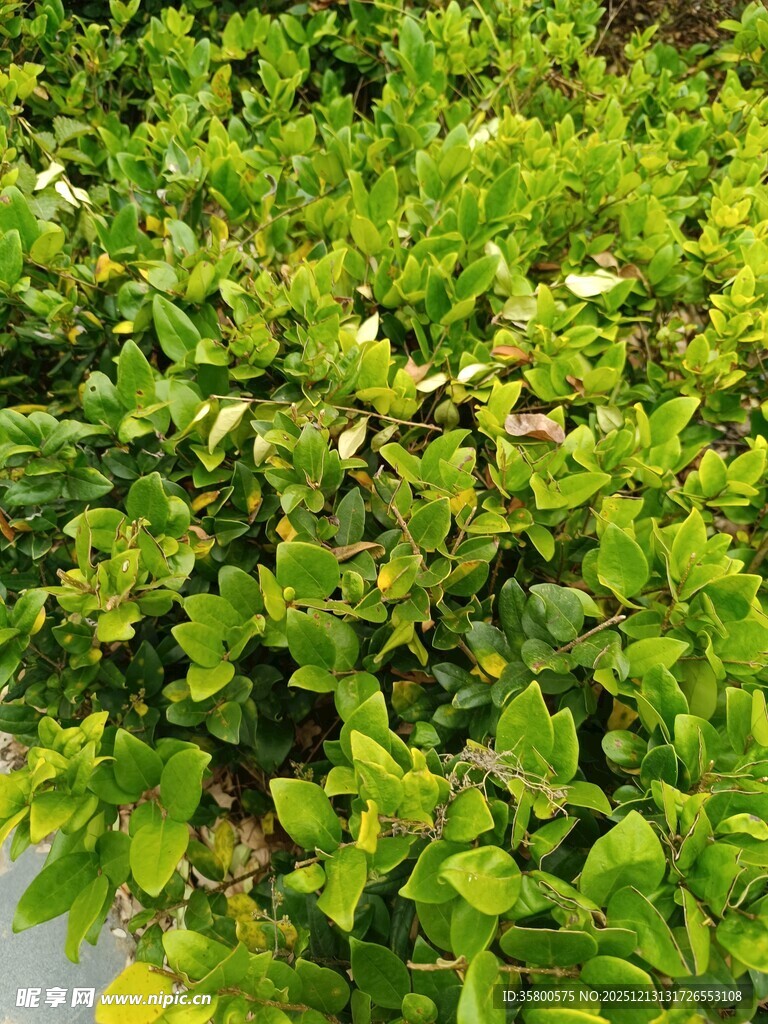 翠绿繁茂的绿植景观