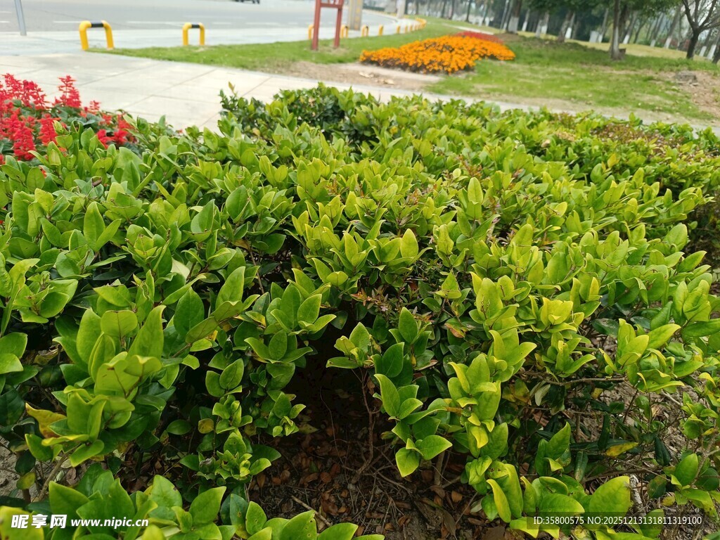 绿意盎然的园林灌木景观