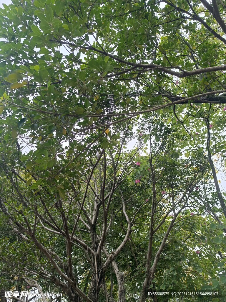 茂密树林中的繁茂枝叶