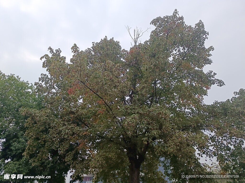 秋日繁茂树木景观