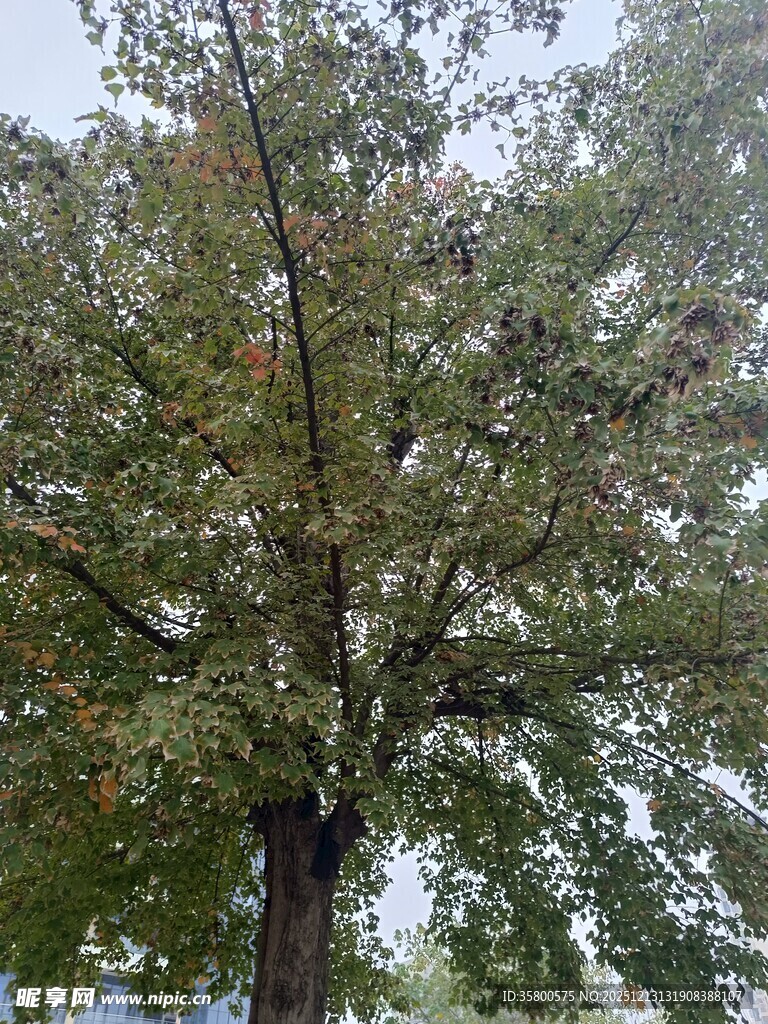 高大繁茂的绿树