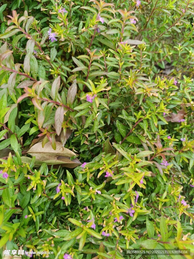 绿叶丛中的蘑菇