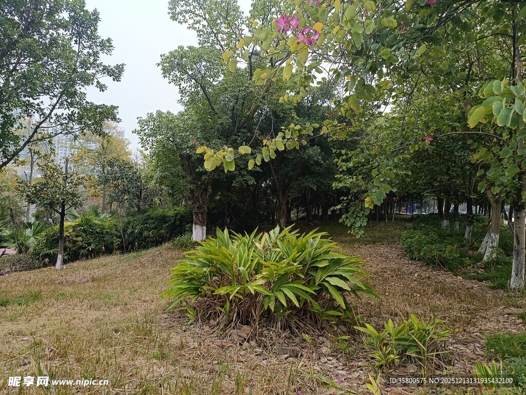 秋日园林绿植景观