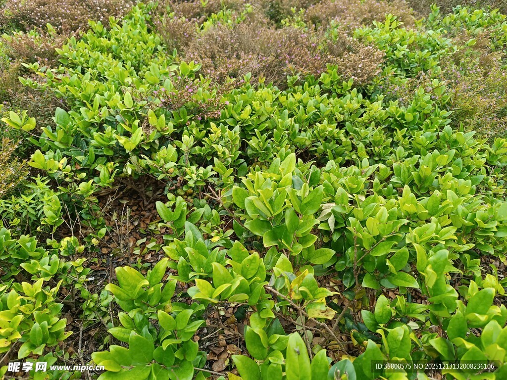 绿意盎然的植物景观