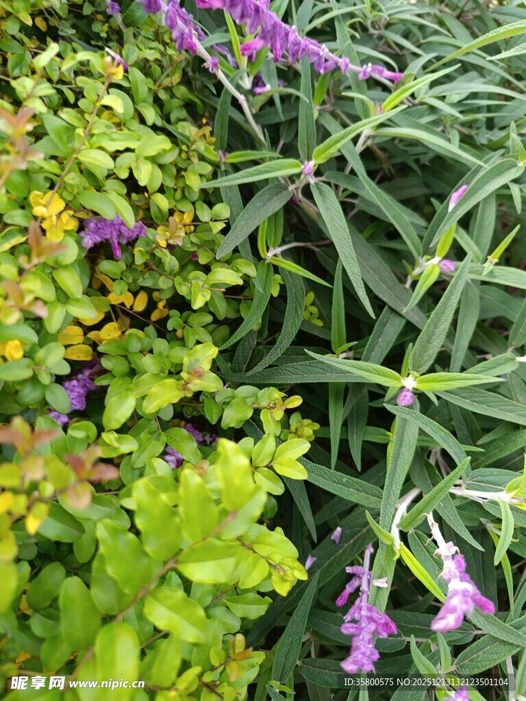 多彩花卉绿植景观