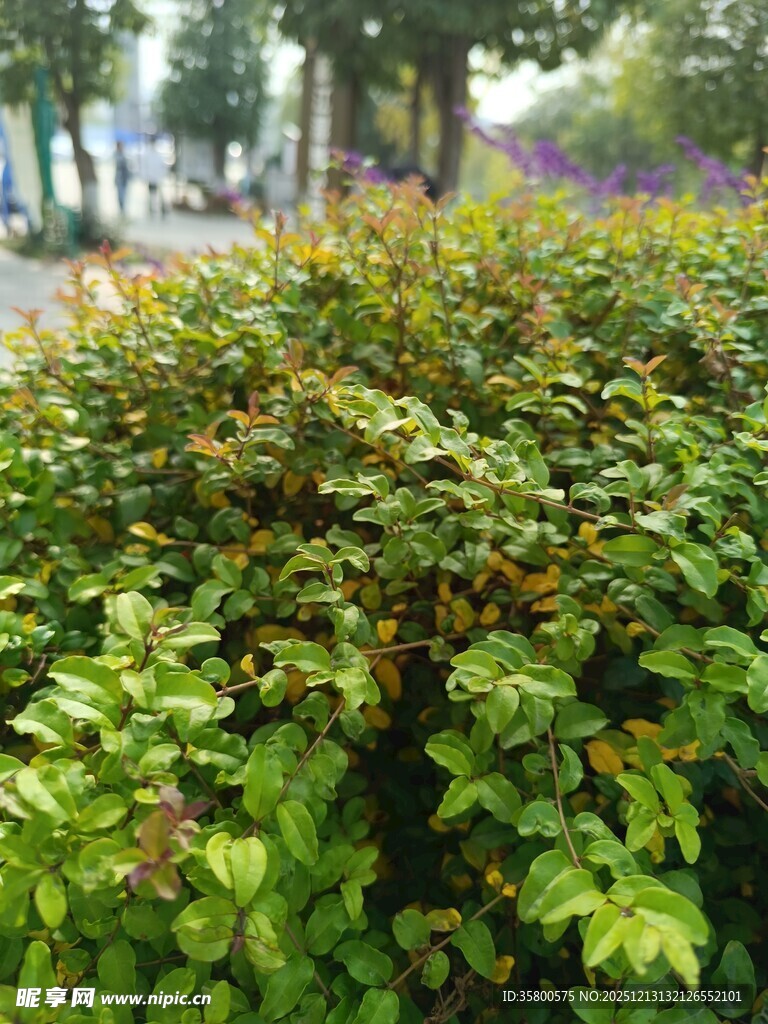 绿叶繁茂的街边灌木丛