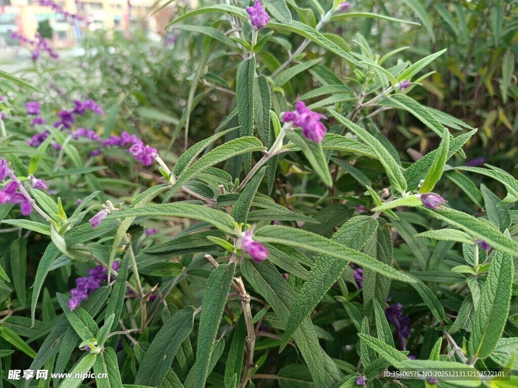 紫色小花绽放于绿叶间