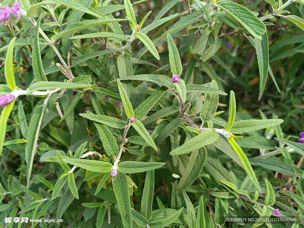 翠绿竹叶与紫色小花