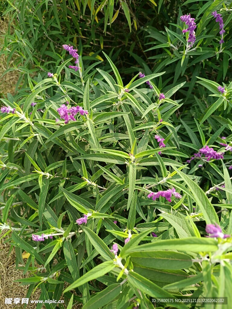绿叶丛中的紫色小花