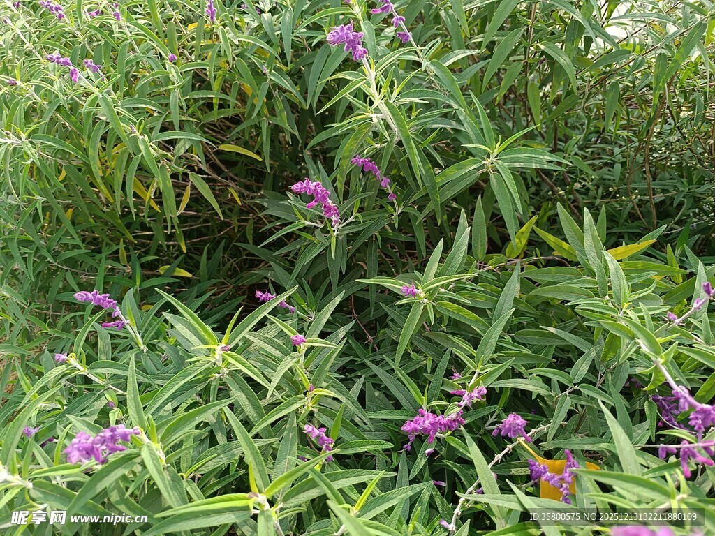 紫色野花绽放于草丛间