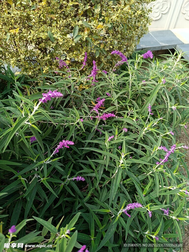 紫色花卉与绿植景观