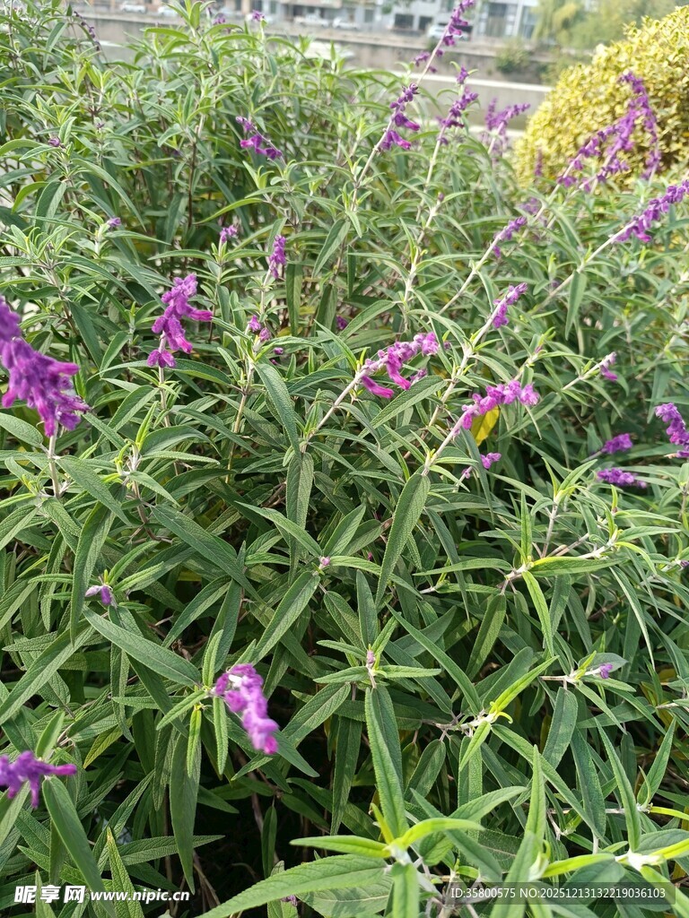 紫色花卉植物景观