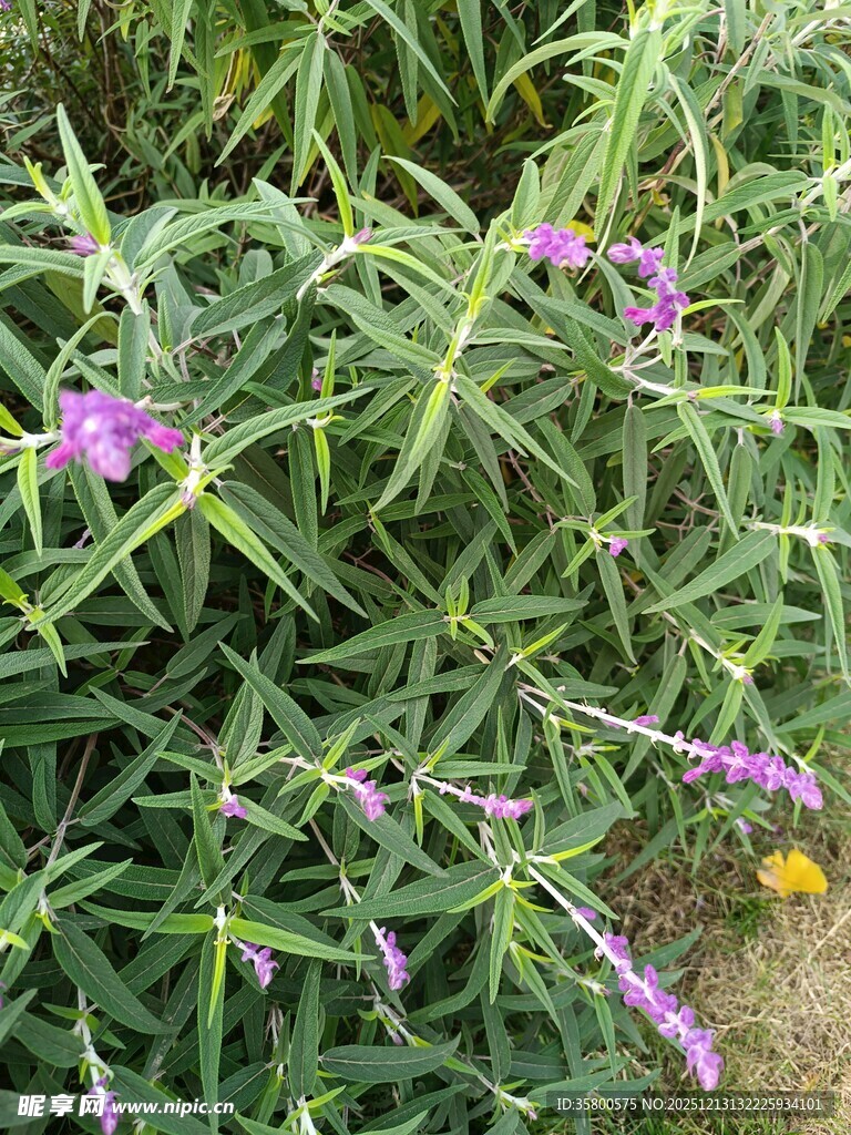 紫色小花绽放于绿叶间