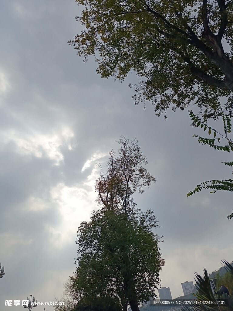 阳光下的树木与天空