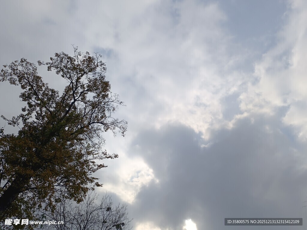 天空下的树木与云朵