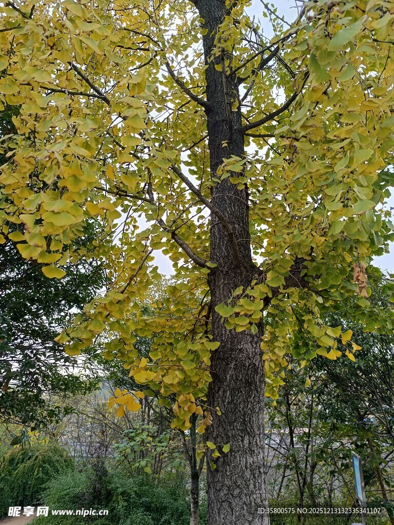 秋日金黄银杏树美景