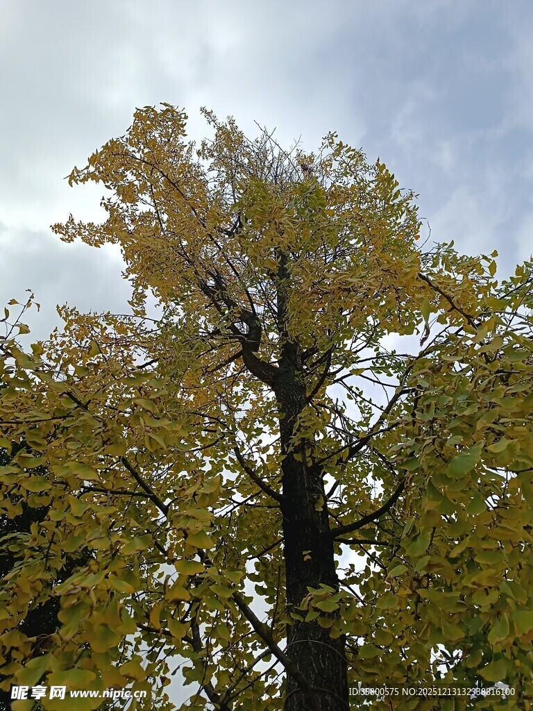 秋日挺拔银杏树