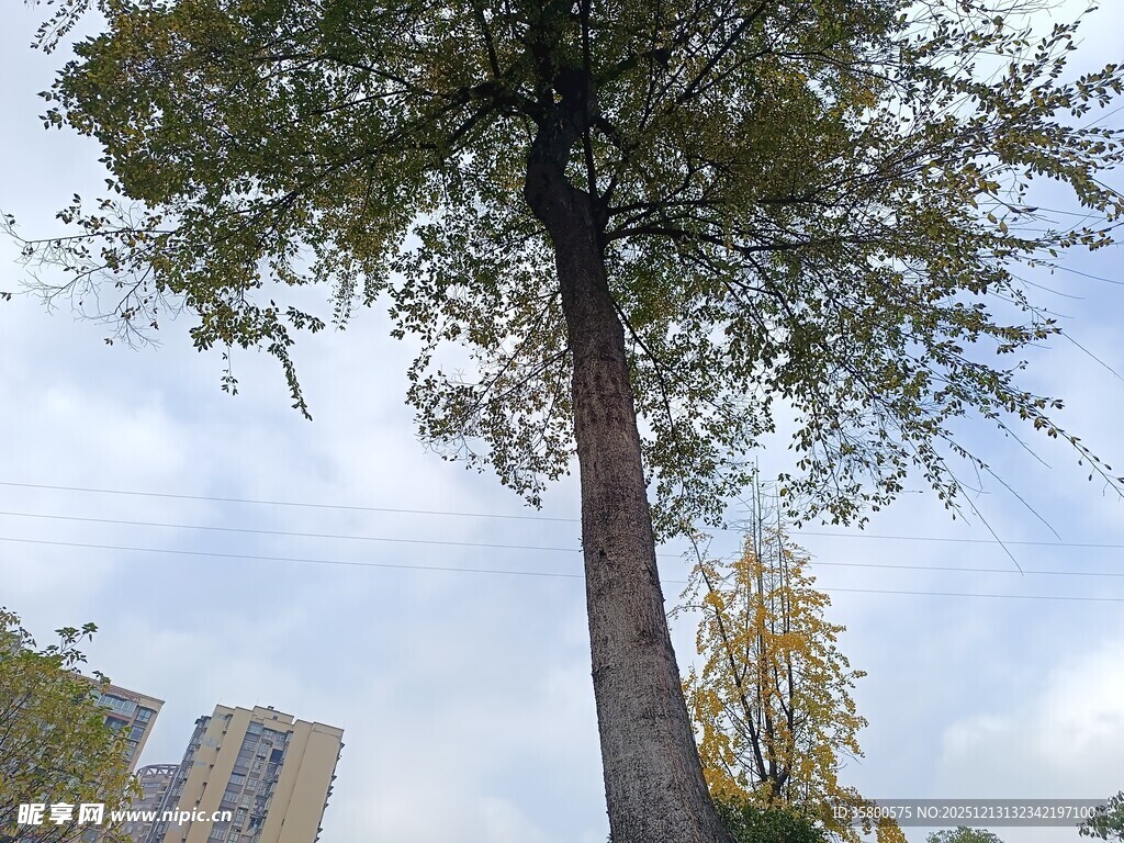 高大挺拔的城市树木