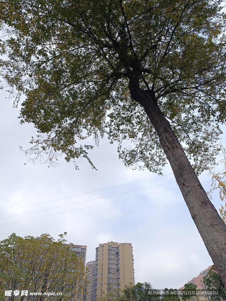 城市中高耸的大树