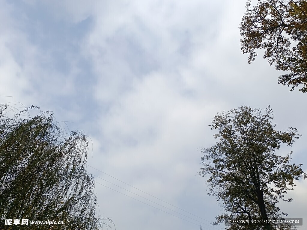 仰视天空中的树木与云朵