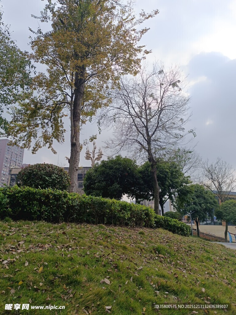 户外绿植景观一角