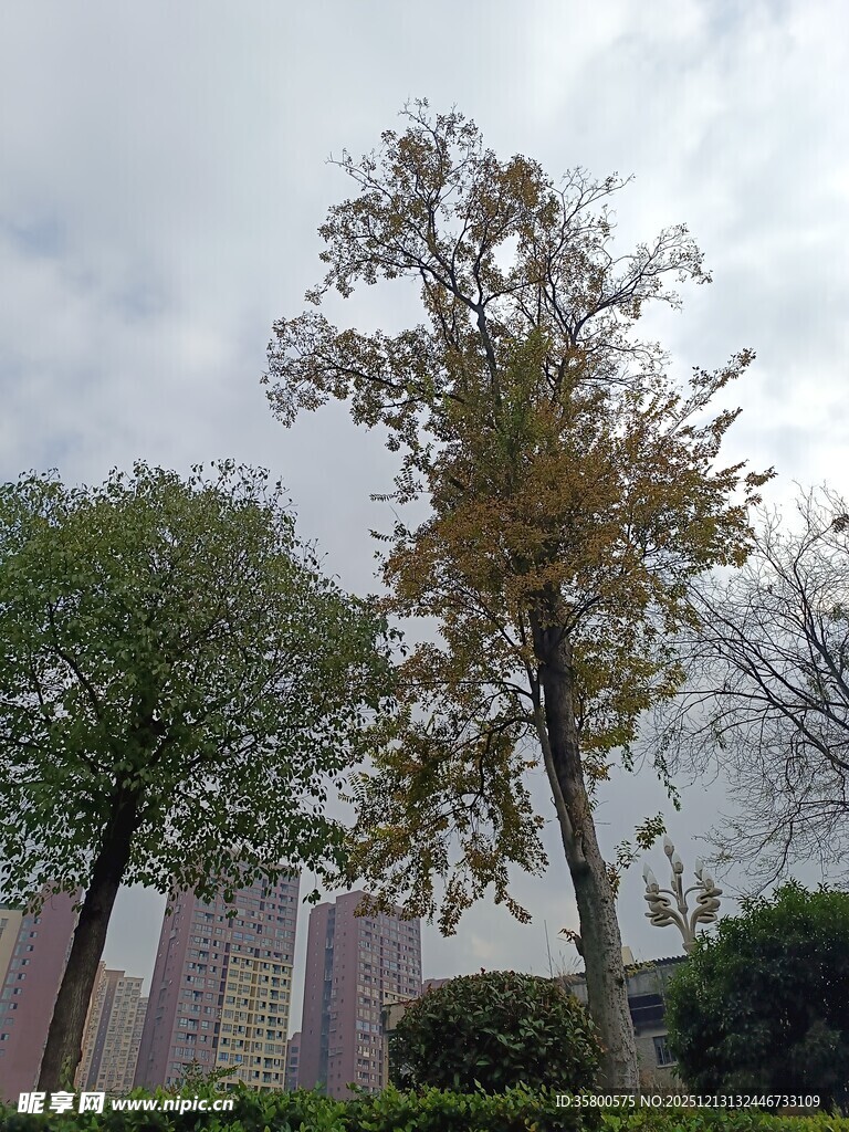 秋日街道旁的树木景观