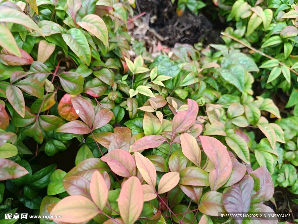 多彩叶片植物特写