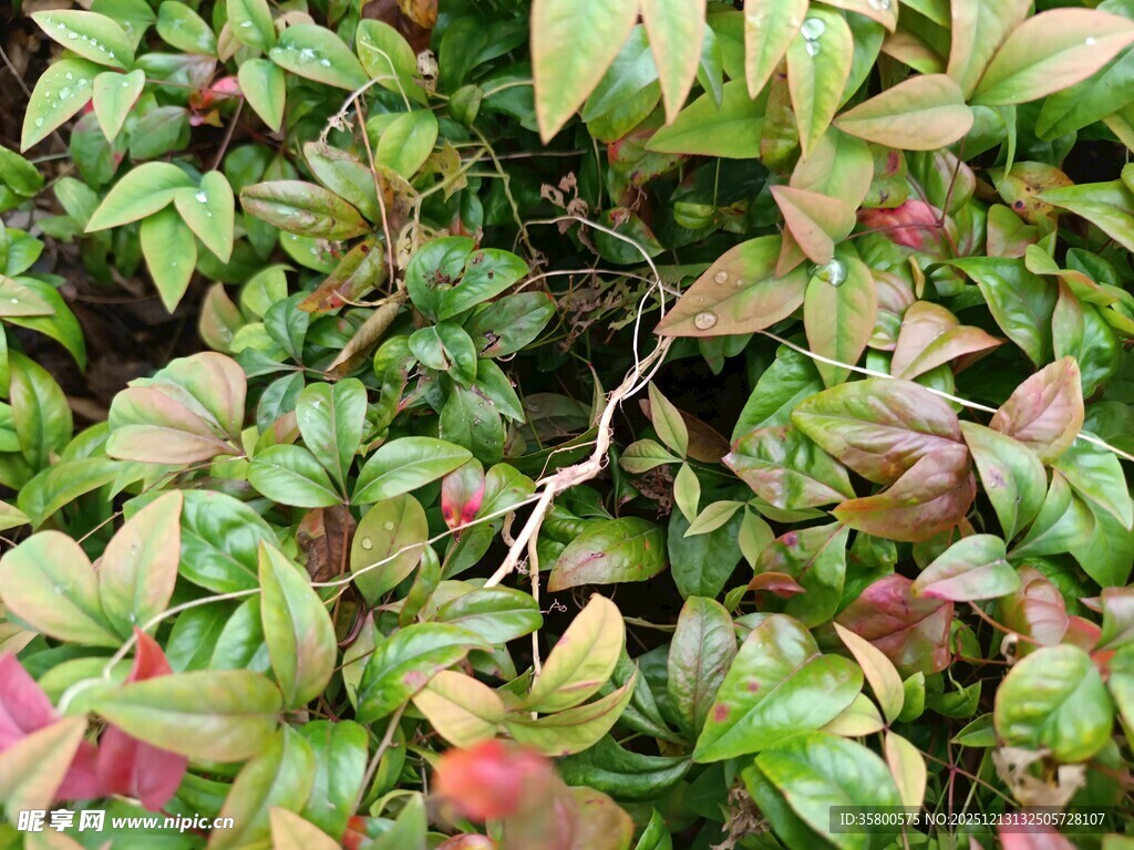 多彩叶片植物特写