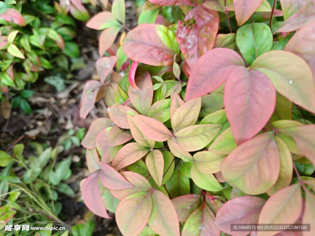 多彩叶片植物特写