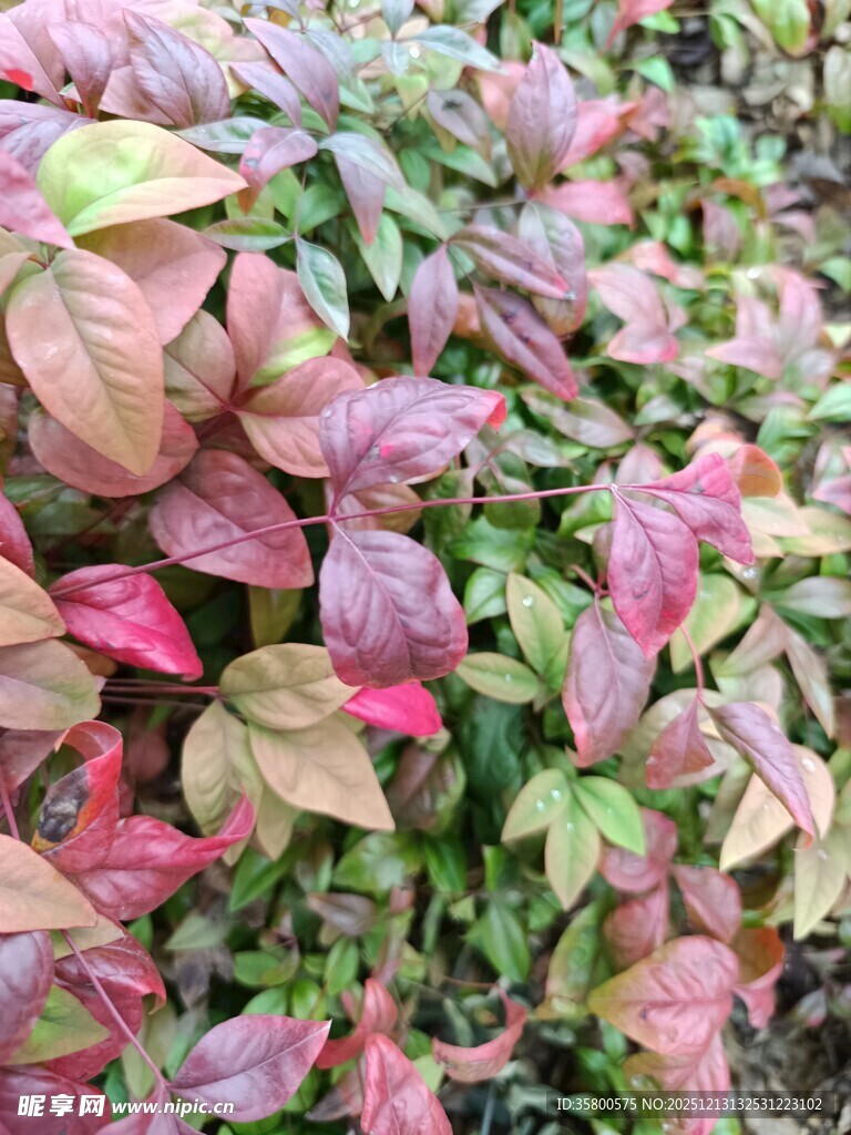 多彩斑斓的变色植物