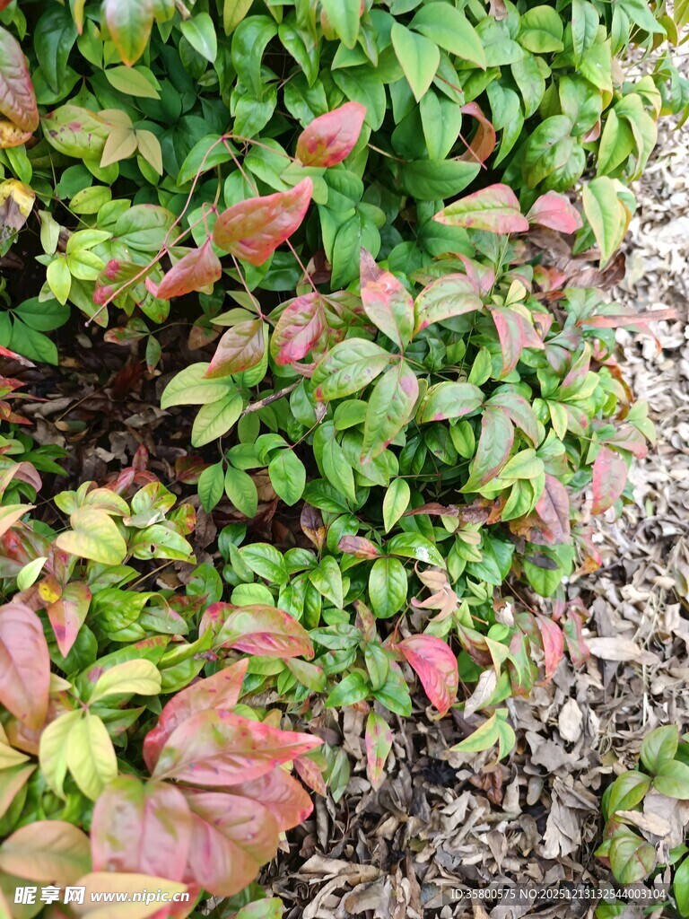 多彩叶片的茂盛绿植