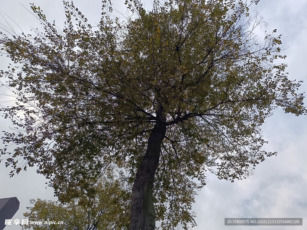 高大挺拔的树木