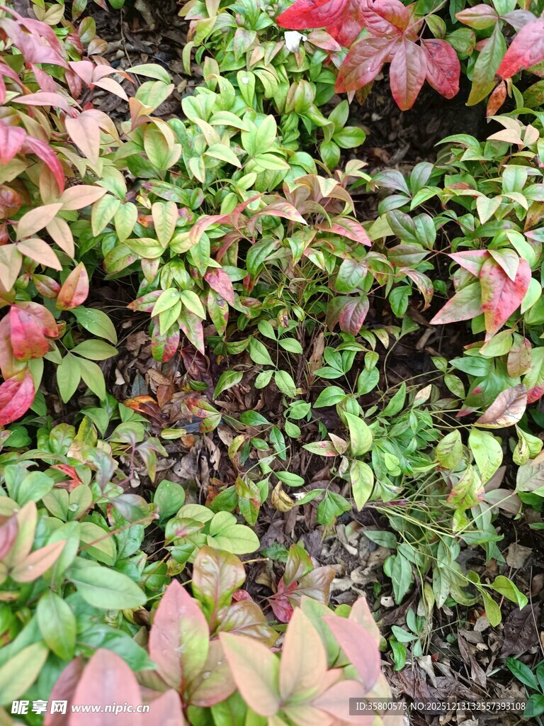 多彩斑斓的植物叶片景观