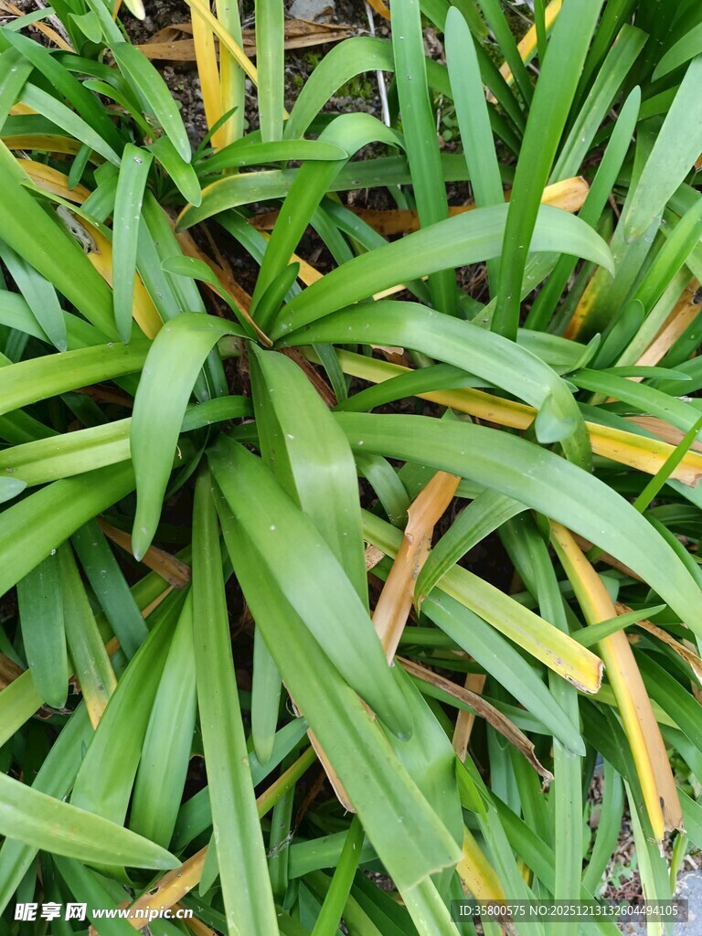 翠绿间泛黄的丛生植物