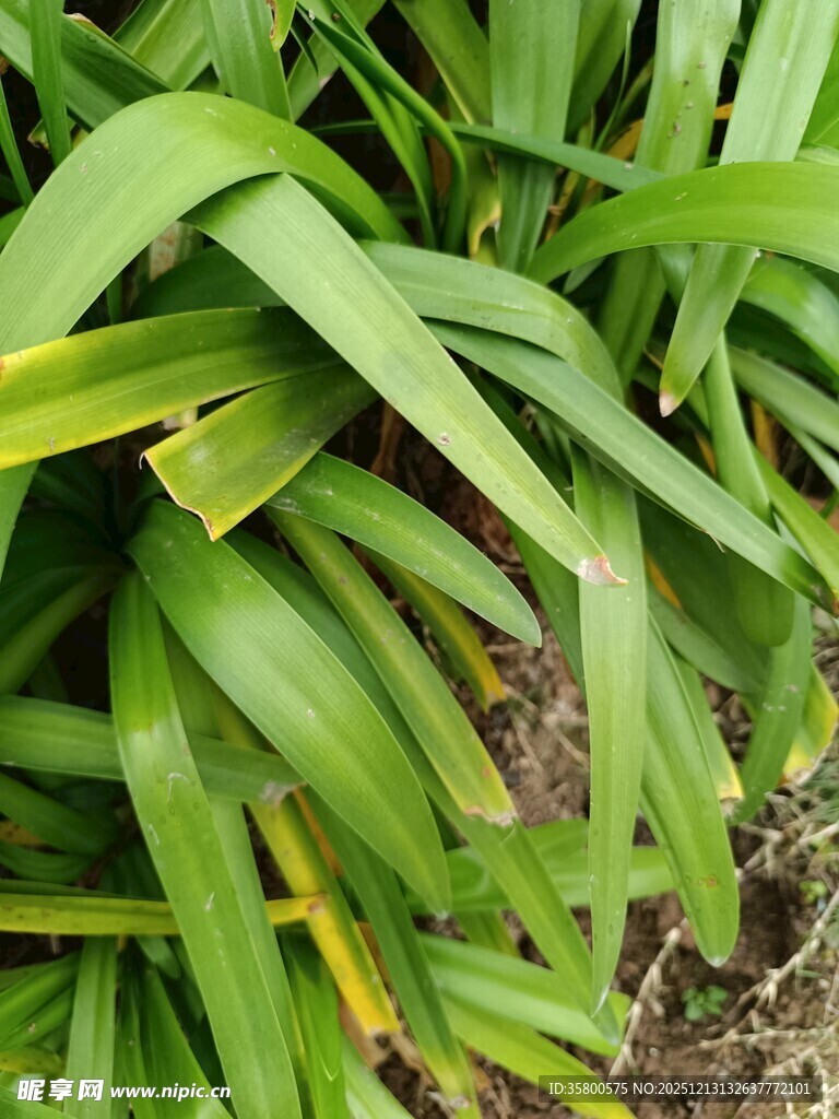 翠绿狭长叶片的植物