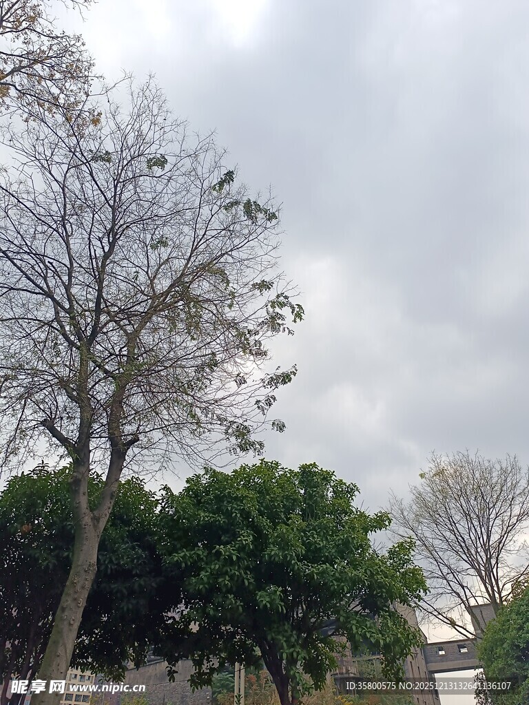 阴天里的树木景观