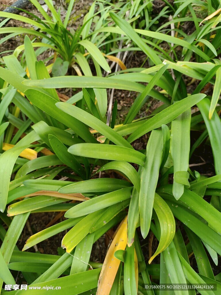 翠绿植物叶片特写