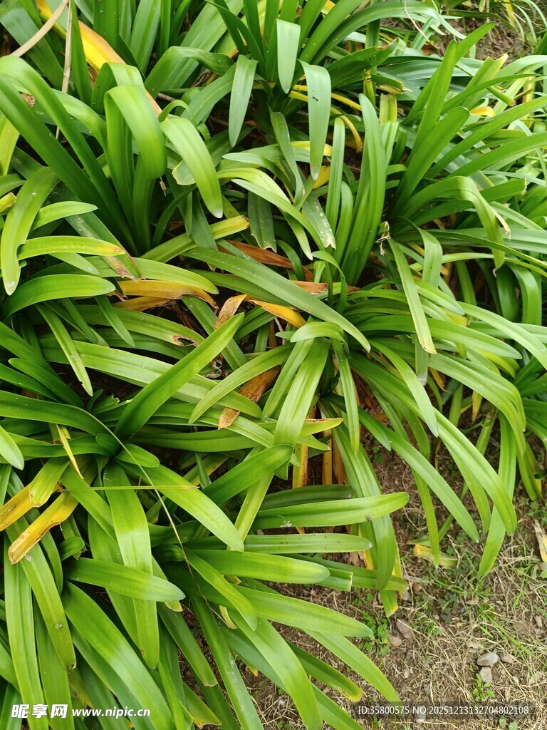 翠绿繁茂的热带植物景观