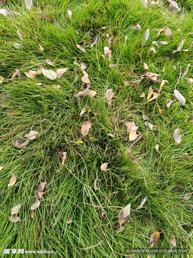 翠绿草丛中的白色物体