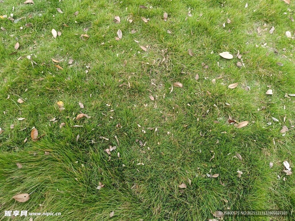 翠绿草地散落白色小花