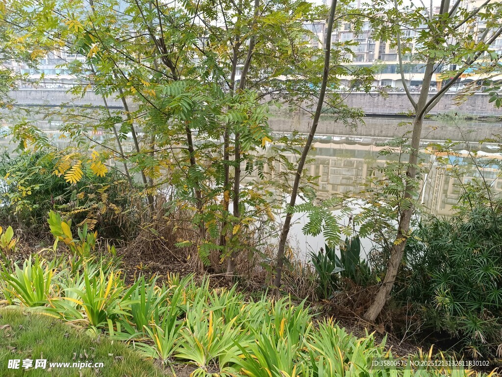 河畔绿植景观