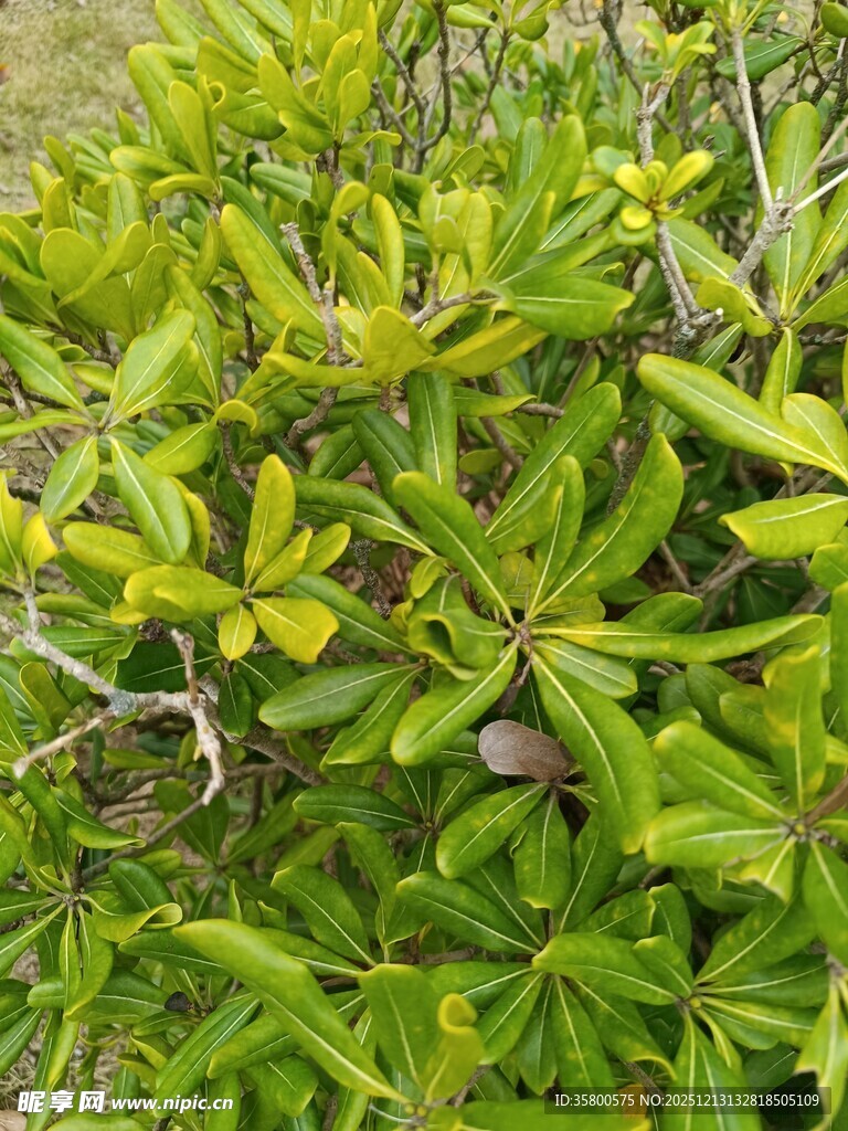 翠绿繁茂的植物枝叶