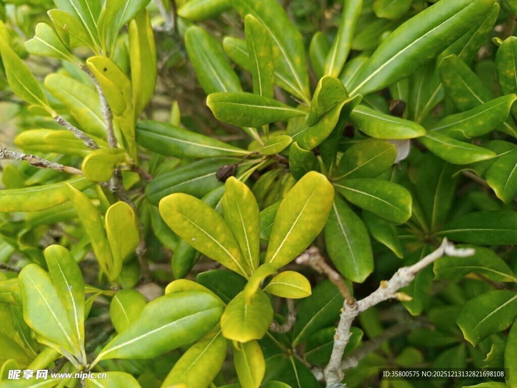 嫩绿叶片的茂密植物