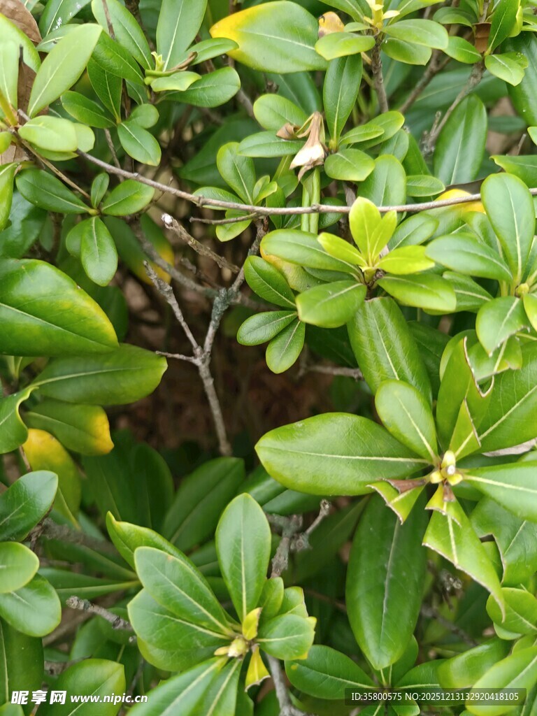 绿叶繁茂的植物景观