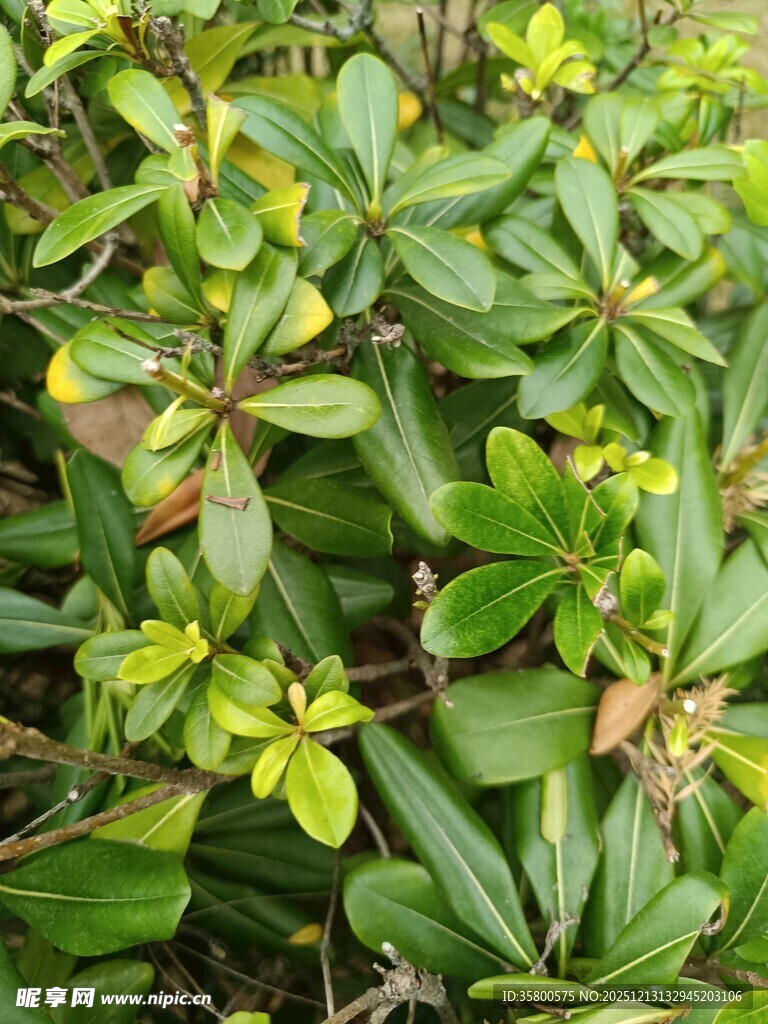 绿叶繁茂的植物景观