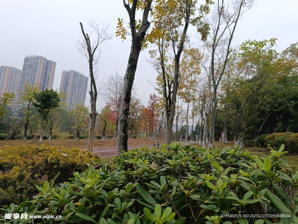 城市公园绿植与树木景观